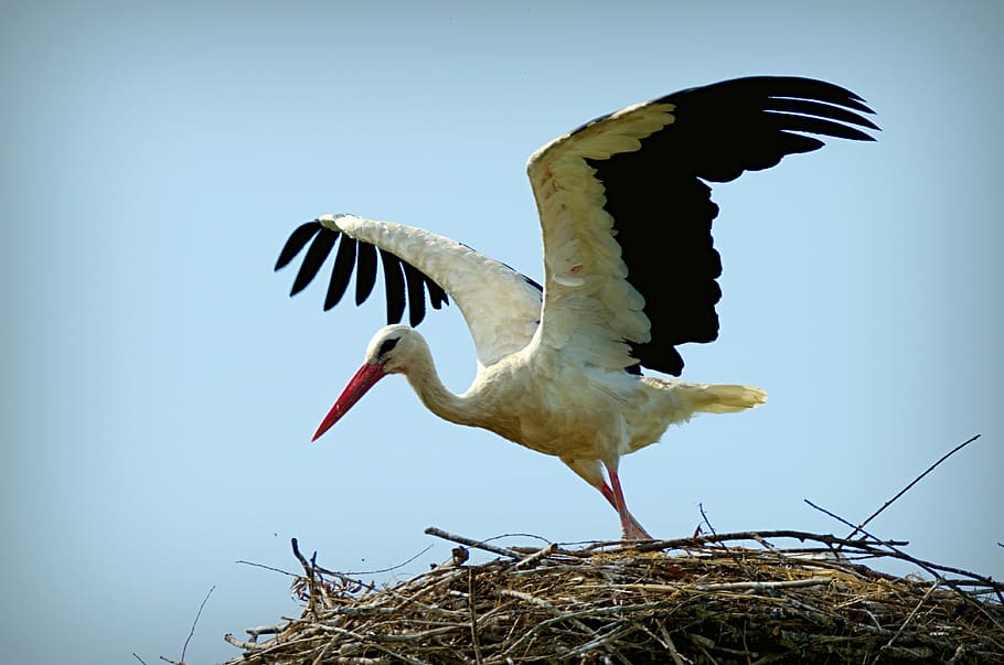 stork-ciconia-ciconia-bird-large