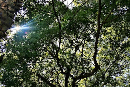 oak-tree-tree-large-spread-out