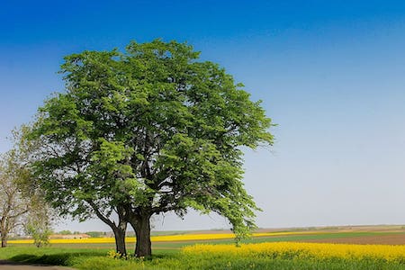 wood-old-tree-spreading-tree-green