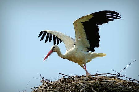 stork-ciconia-ciconia-bird-large