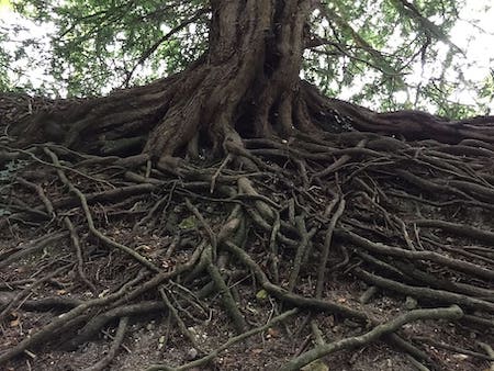 tree-roots-nature-tree-with-roots