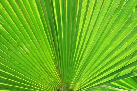 fan-palm-palm-fan-leaf